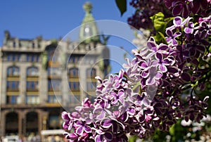 lilac branch blossom historical building blue sky sunlight Sankt-Petersburg architecture outdoors