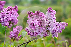 lilac branch. Floral background natural spring. Blossoming lilac flower bud. spring time color. Beautiful purple petal