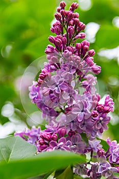 lilac branch, flowering branch