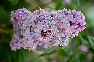 lilac branch, flowering branch