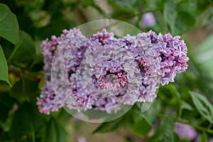 lilac branch, flowering branch