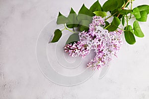 Lilac branch on a grey background. Spring background mock up, lilac flowers
