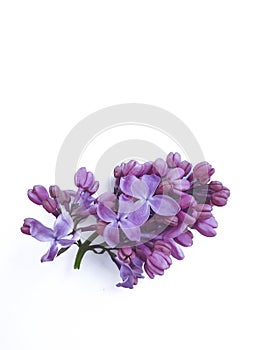 Lilac branch isolated on white background decoration violet