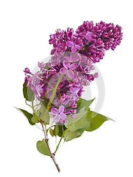 Lilac branch isolated on white background season   color decoration violet