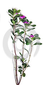 lilac branch with leaves, a single purple and pink flower with green leaf tree branch on a stem white background