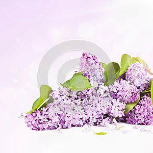 Lilac branch