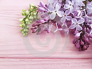 Lilac branch nature decorate summer on a pink wooden background, frame