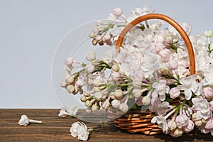 Lilac branch in wattled small basket on a wooden brown table, a gray-blue background