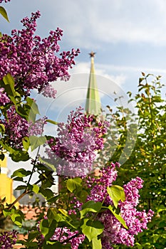 Lilac branches on the background of the Troitskaya Tower of Moscow Kremlin in Moscow, Russia