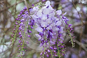 Lilac branches of wisteria flower hanging from above