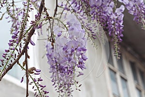 Lilac branches of wisteria flower hanging from above