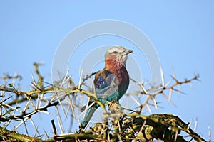 Lilac Breasted Roller