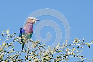 Lilac breasted roller