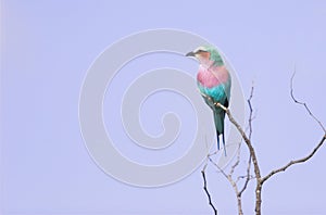 Lilac-breasted roller