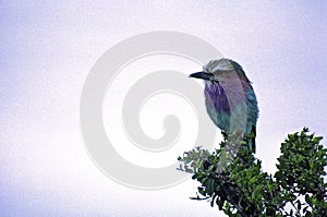 Lilac-breasted Roller   11003
