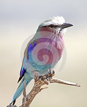 Lilac-Breasted Roller