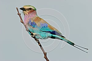 Lilac-breasted roller