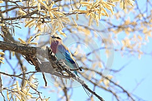 Lilac-breasted roller