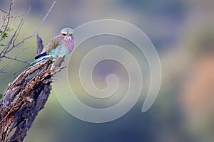 Lilac Breasted Roller