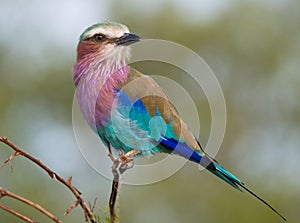 Lilac-breasted Roller photo