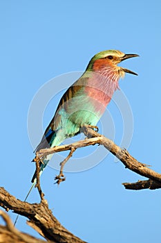 Lilac Breasted Roller