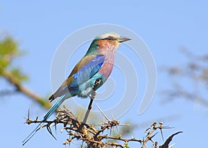 Lilac Breasted Roller