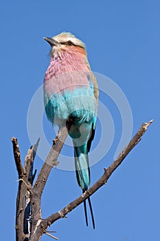 Lilac Breasted Roller