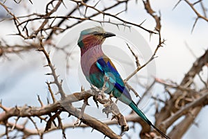 Lilac Breasted Roller