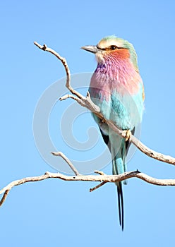 Lilac Breasted Roller photo