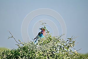 Lilac-breasted roller