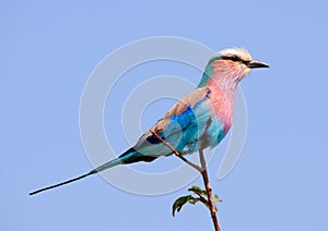 Lilac-breasted Roller