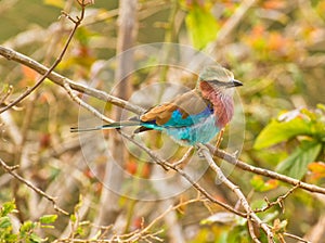 The Lilac-breasted Roller