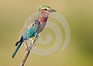 Lilac-breasted roller