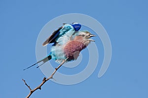 Lilac-breasted Roller