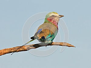 Lilac-Breasted Roller