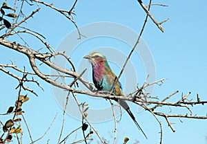 Lilac-breasted Roller