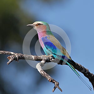 Lilac Breasted Roller