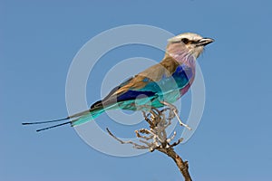 Lilac-breasted roller photo