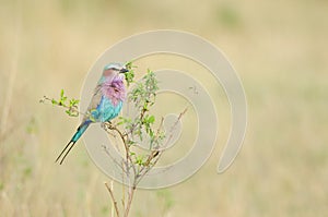 Lilac-breasted Roller