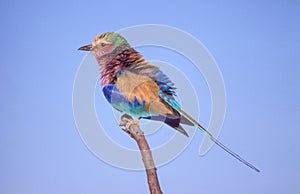 Lilac-Breasted Roller