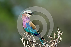 Lilac-Breasted Roller