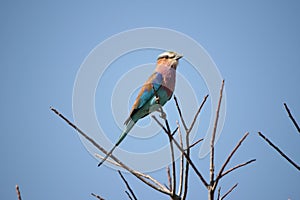 Lilac-breasted roller