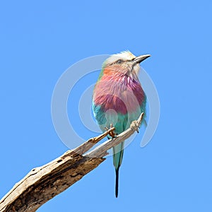 Lilac-breasted roller