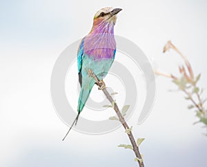 Lilac-breasted Roller