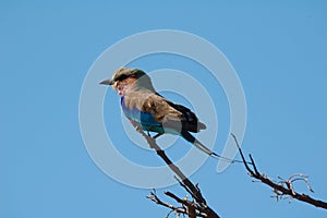 Lilac-Breasted Roller