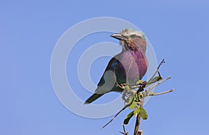 Lilac-breasted roller