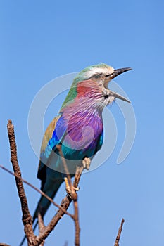 Lilac-breasted Roller