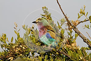 Lilac-breasted Roller