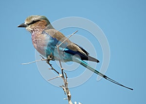 lilac breasted roller.