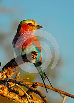 Lilac Breasted Roller